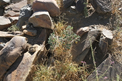 Forsskaolea hereroensis