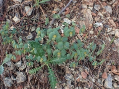 Euphorbia apios
