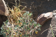 Forsskaolea hereroensis