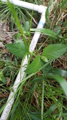 Iodanthus pinnatifidus