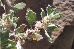 Forsskaolea hereroensis