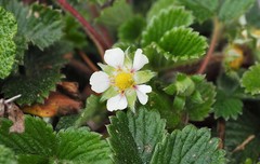 Fragaria hayatae