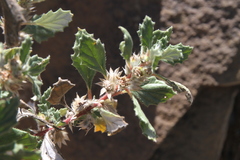 Forsskaolea hereroensis