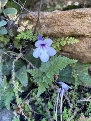 Streptocarpus meyeri