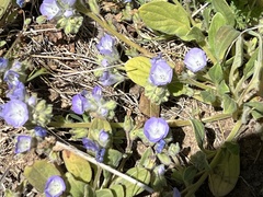 Phacelia divaricata