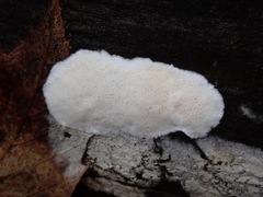 Fungi