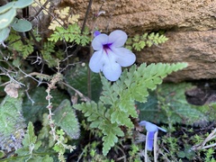 Streptocarpus meyeri