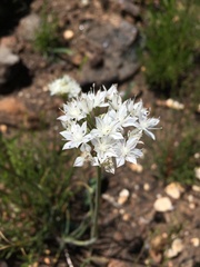 Allium marvinii