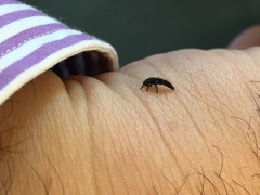 Coccinella septempunctata