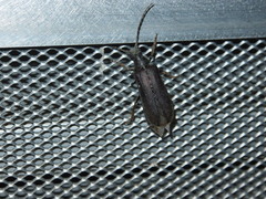 Philus antennatus