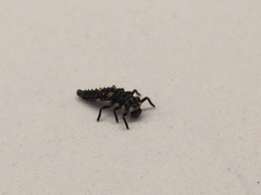 Coccinella septempunctata