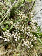 Heliotaurus ruficollis