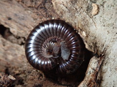 Cylindroiulus londinensis