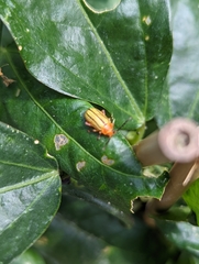 Disonycha quinquelineata