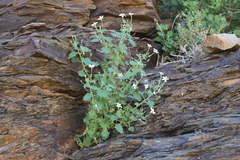 Jamesbrittenia primuliflora