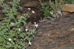 Jamesbrittenia primuliflora