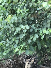 Alchornea glandulosa