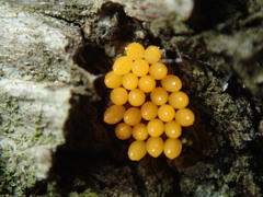 Insecta