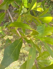 Amphibolips quercusracemaria