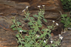 Jamesbrittenia primuliflora