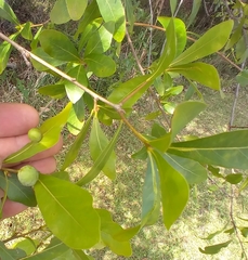Amphibolips quercusracemaria