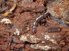 Lithobius