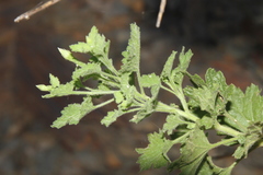 Pentatrichia petrosa