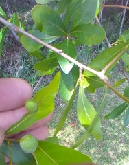 Amphibolips quercusracemaria