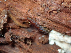 Lithobius