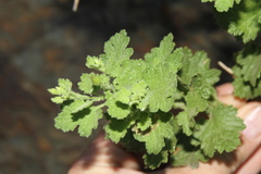 Pentatrichia petrosa