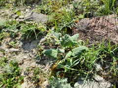 Salvia verbascifolia