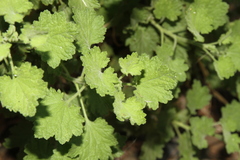 Pentatrichia petrosa