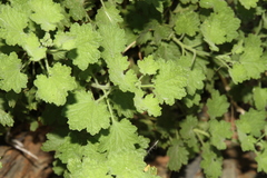 Pentatrichia petrosa