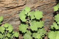 Pentatrichia petrosa