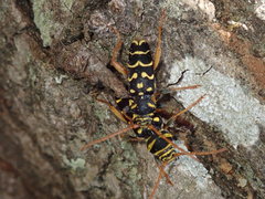 Plagionotus arcuatus