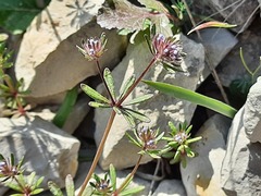 Asperula setosa