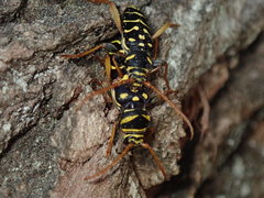 Plagionotus arcuatus