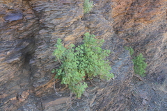 Pentatrichia petrosa