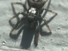Salticus scenicus