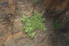 Pentatrichia petrosa