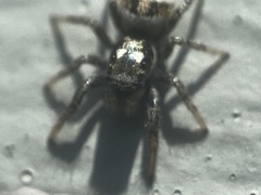 Salticus scenicus