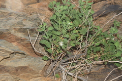 Pentatrichia petrosa