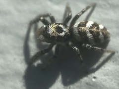 Salticus scenicus