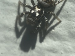 Salticus scenicus