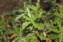 Berkheya chamaepeuce