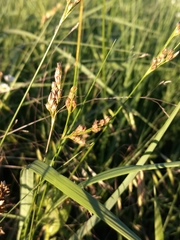 Juncus interior