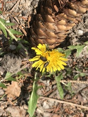 Buprestinae