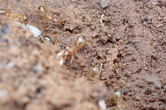 Camponotus maculatus