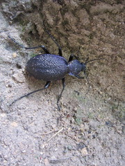 Carabus scabrosus tauricus