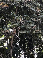 Cecropia pachystachya